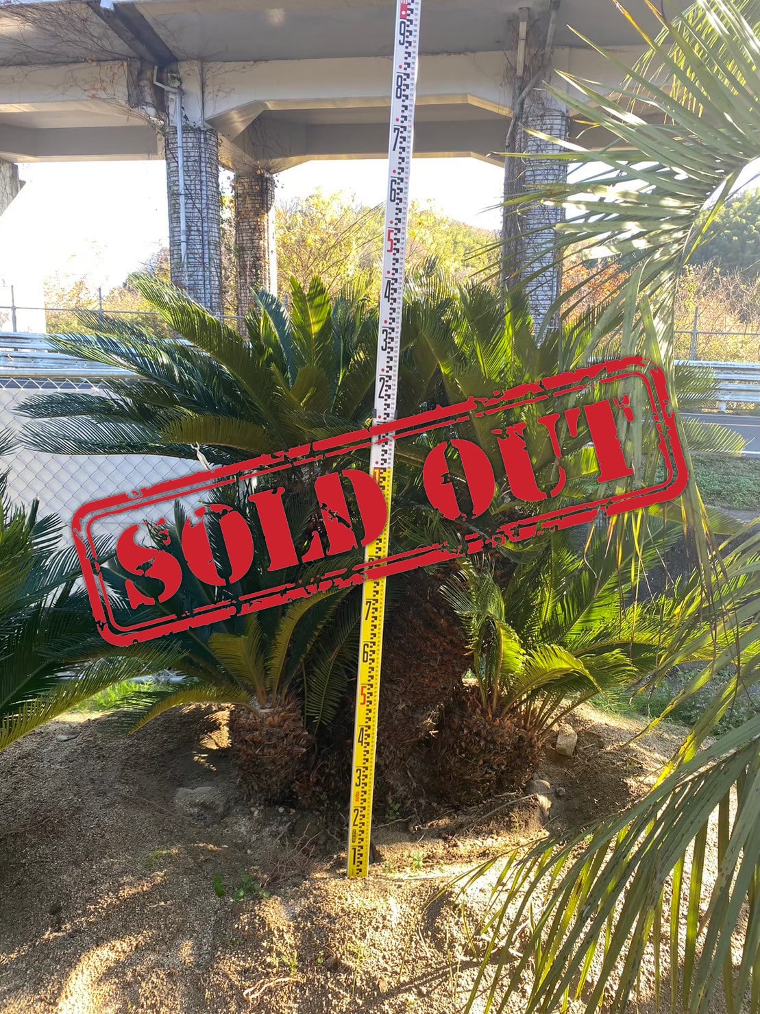 ソテツ】(S-004) 1m 70,000円 | 株式会社 ベルフィールド